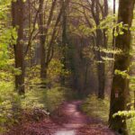 The Benefits of High-Pressure Washing in Car Detailing: Removing Stubborn Debris: 11xplay online id login, India24bet login, Skyinplay